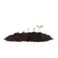 Non Toxic Fertilizer